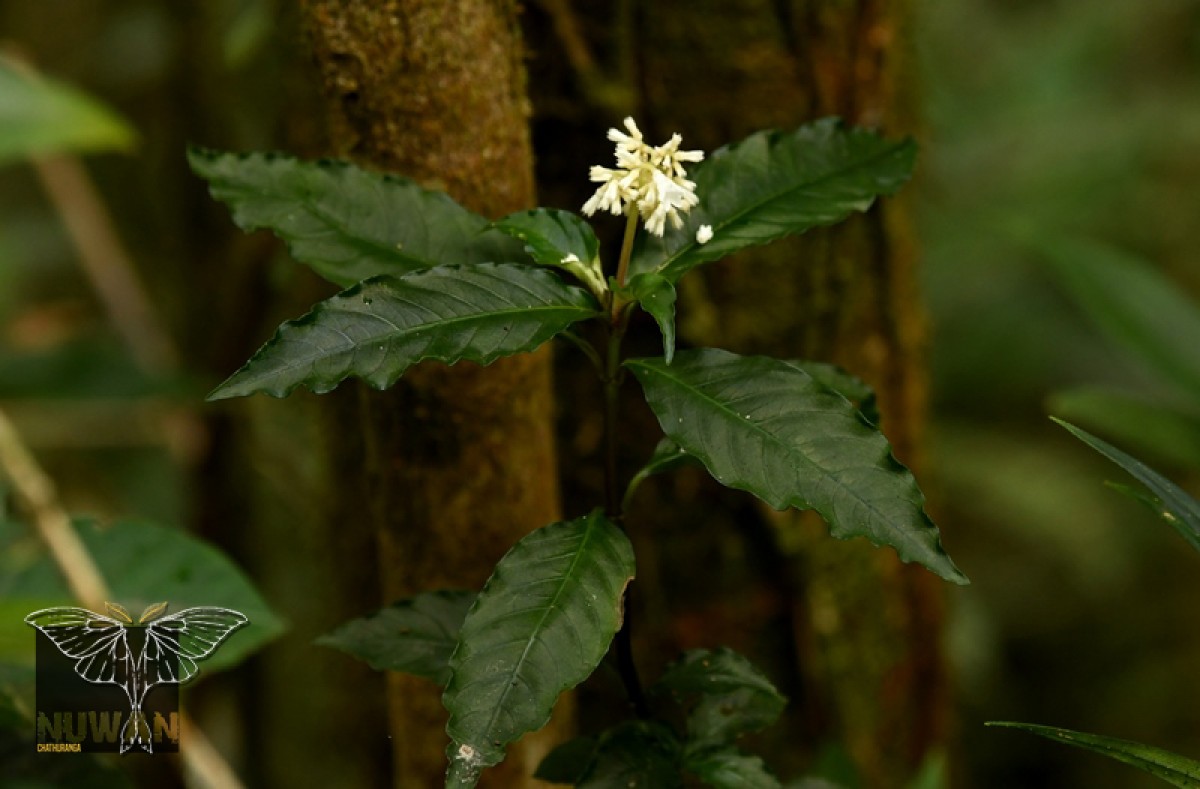 Ophiorrhiza rugosa 